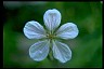 Geranium